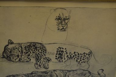 (P-1164) Viiralt, trükirepro Puuma ja panter