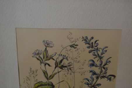 (n-8516) Taimedega autoritöö aastast 1960