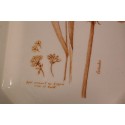 (n-5295) Gallo V&B, Leonardo Feldblüten Coriander taimedega vaagen